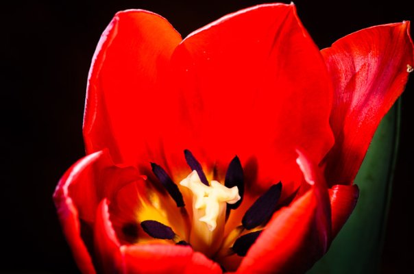 Tulips-2.jpg