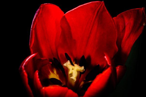 Tulips-6.jpg