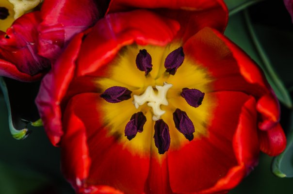 Tulips-7.jpg