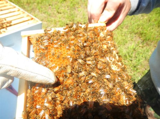 Honey Flemings bees 5-20-2014 (3).JPG