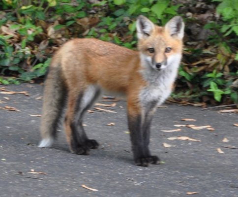 fox kit.jpg