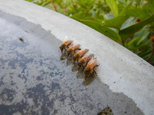 Bees at bee bath 6-5-2014 (10).JPG