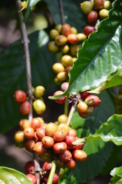 Coffee beans on the tree.jpg