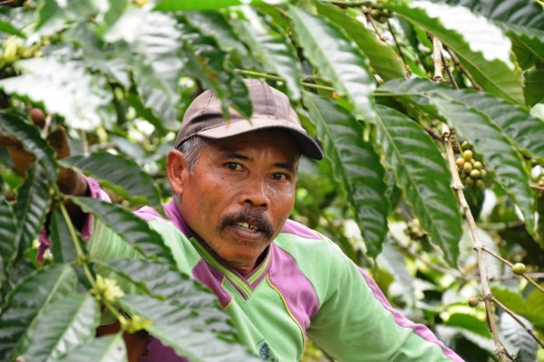 Coffee grower Kalibaru 26 August 2014.jpg