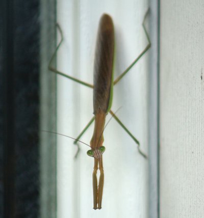 Praying mantis.jpg
