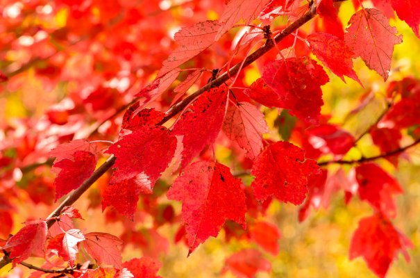 Fall_colors-2.jpg