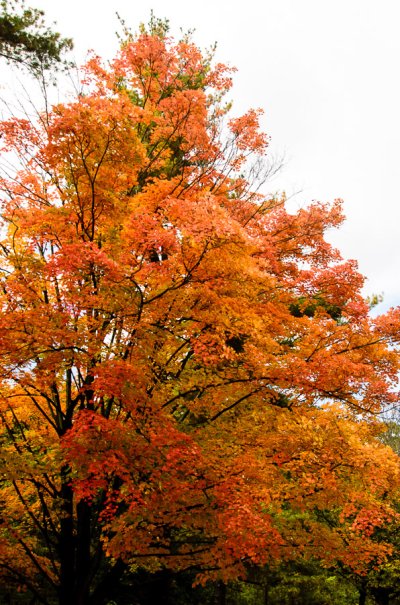 Fall_colors-4.jpg