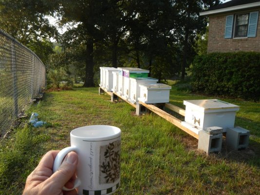 Bees coffee morning 8-7-2014 (2).JPG