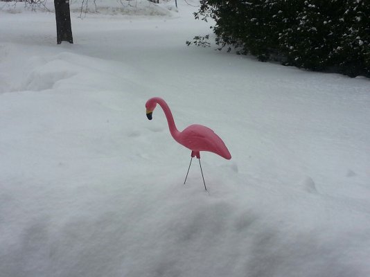 FlamingoInSnowMarch2015.jpg