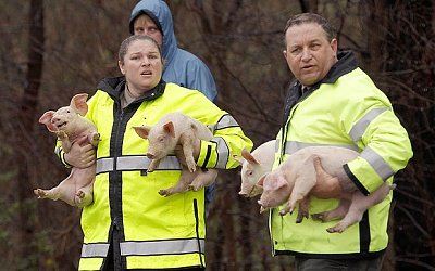 rescued piglets.jpg