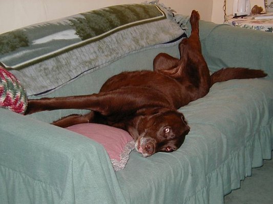 boscohound.jpg