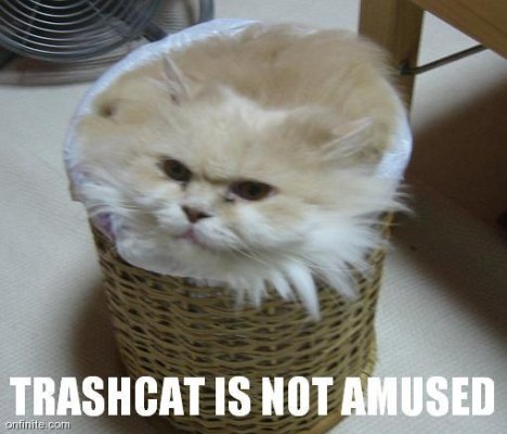 trashcat is not amused.jpg