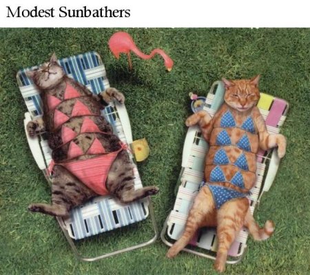 cat_sunbathers.jpg