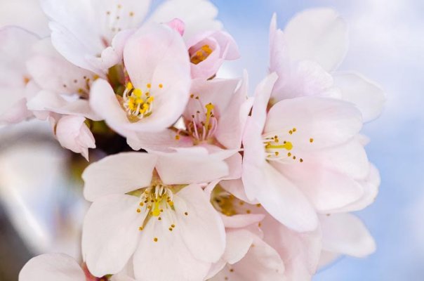 Cherry blossoms (3 of 4).jpg