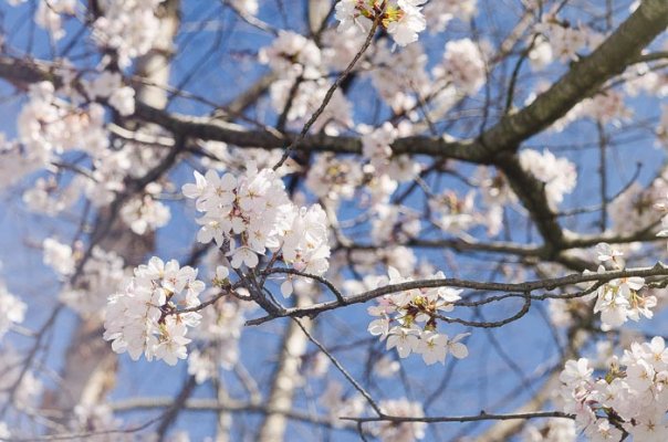 Cherry blossoms (4 of 4).jpg