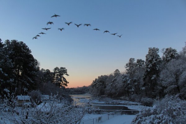 geese-over-snowy-lake.jpg