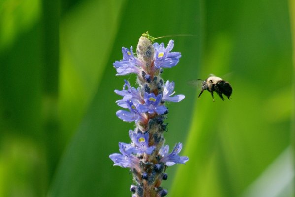 Flower Bee in flight crop.jpg