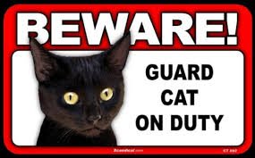 guard cat.jpg