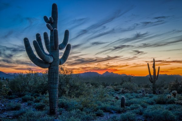 cactus sunset6a.jpg