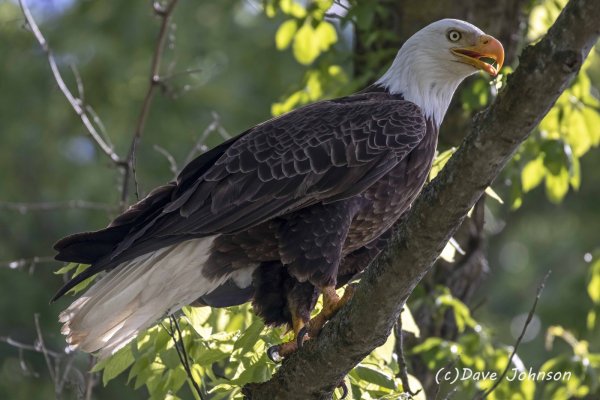 IMG_0742 Bald Eagle in tree Salt River, MO Low Res.jpg