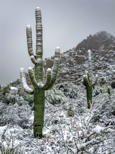 snow cactus 2.jpg