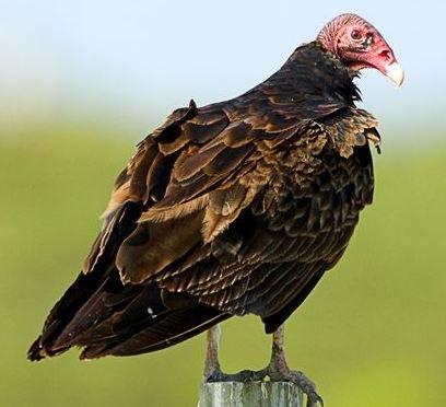 turkey vulture.JPG