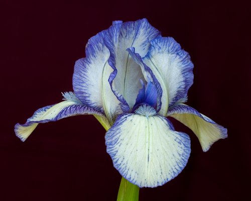 Iris-1.jpg