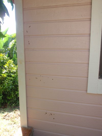 Many termite holes over tunnels.JPG