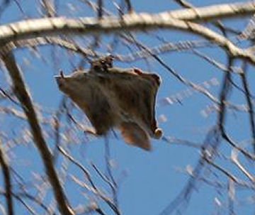 BLRI-Flying%20Squirrel.jpg