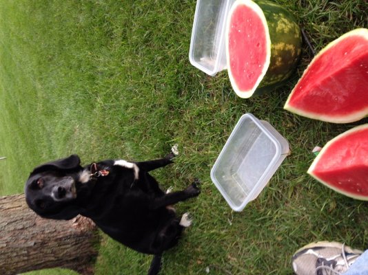 Lacey Watermelon.jpg