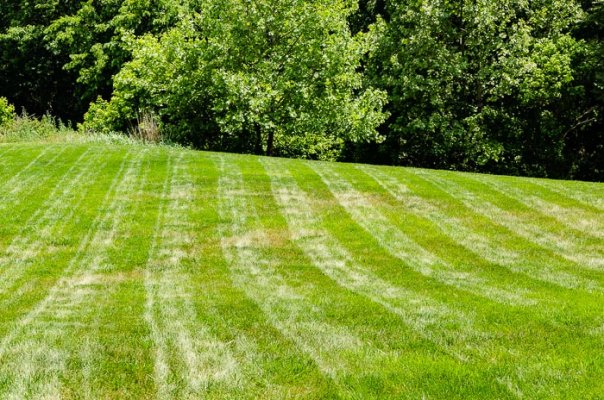 lawn striping (2 of 2).jpg