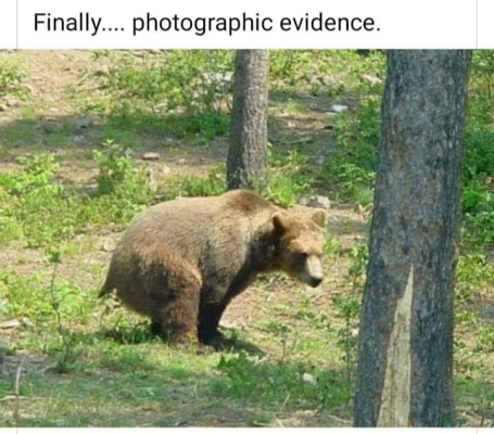 bear.png