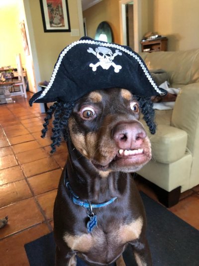 Dog Pirate.jpg
