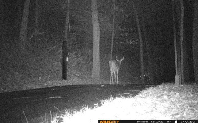 trail cam deer.jpg