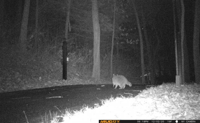 trail cam raccoon.jpg