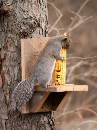 squirrel eating corn 3.jpg