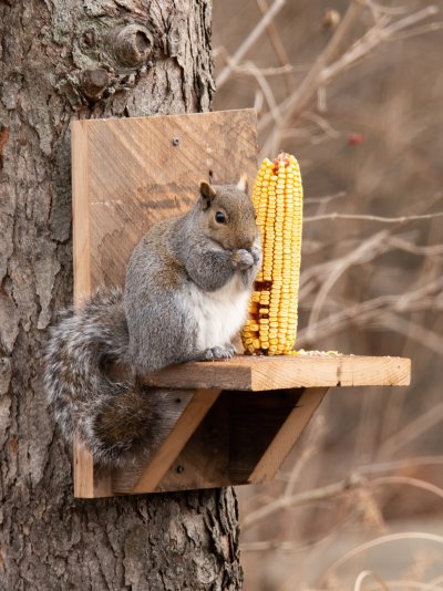 squirrel eating corn 2.jpg