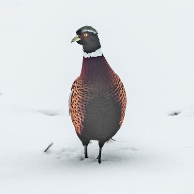 pheasant01122021-1-2.jpg