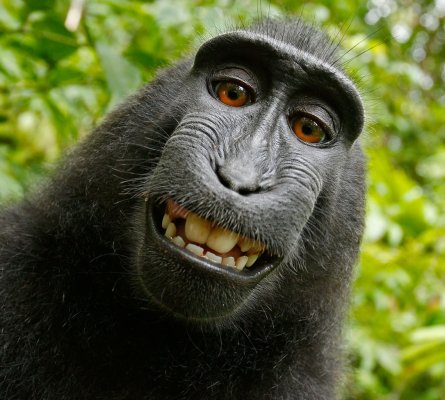 Monkey Selfie 1.jpg