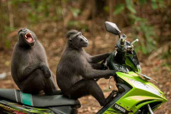 Monkeys on Scooter.png