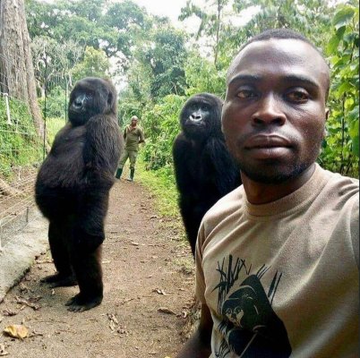 Gorilla Pride and Selfie Awareness.jpg
