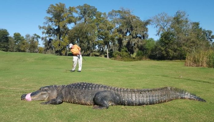 Gator Giant on Golf Course.JPG