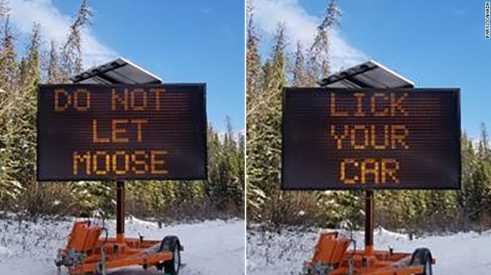 Do Not Let Moose Lick Car.jpg