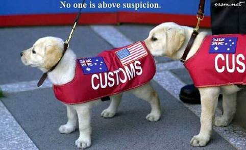 customs dogs.png