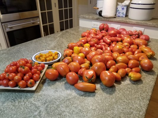 tomato horde.jpg