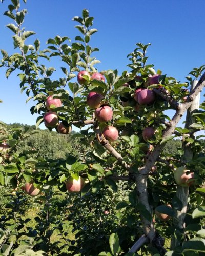 Apples in tree.jpg