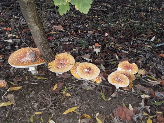 2021-10-21 160310 - Mushrooms growing at Mallard Landing.jpg
