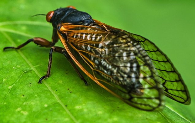 Cicada8.jpg