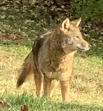 Coyote 211202.jpg