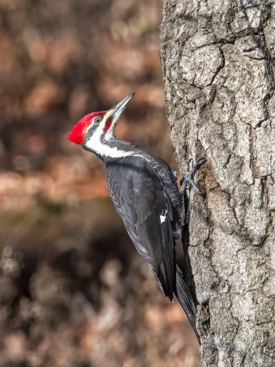 pileated woodpecker 12082021 3.jpg